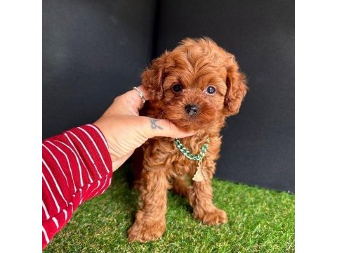 Sevimli toy poodle yavrularımız
