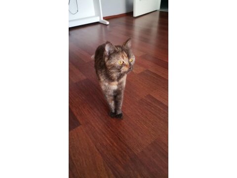 British shorthair çikolata british