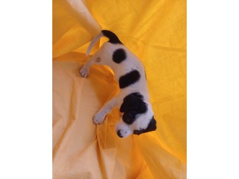 Birbirinden güzel fino köpekler