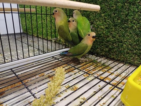 Sevda papağanı bebekler