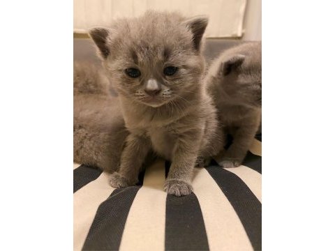 Yavru british shorthair 42 günlük