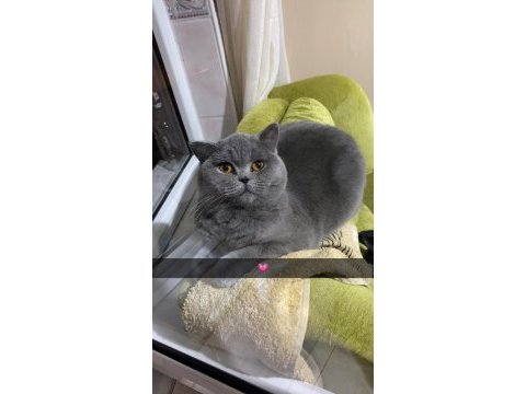 British shorthair kedisi