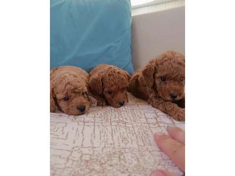 Safkan toy poodle bebekler ev üretimi çorlu