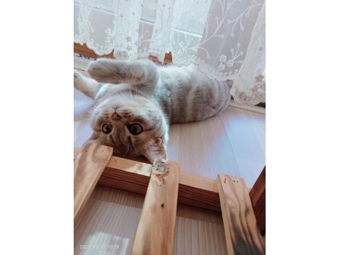 6 aylık kedimi sahiplendiriyorum british shorthair