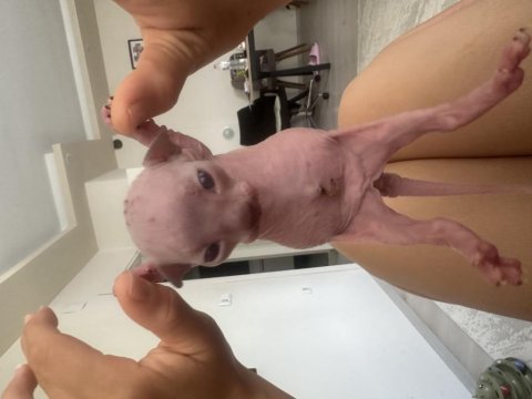 3 baby sphynx