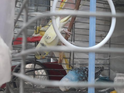 Satılık muhabbet kuşu yavrular