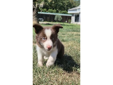 Border collie yavruları aşıları tam