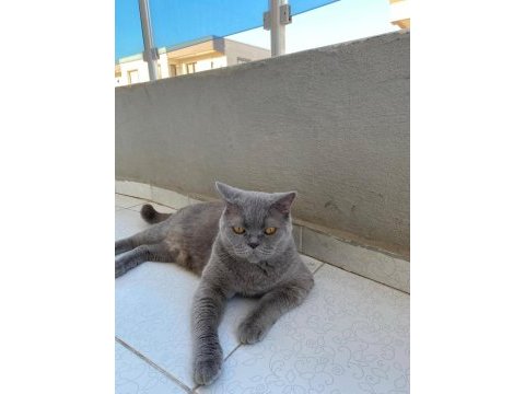 Damızlık british shorthair 3 yaşında