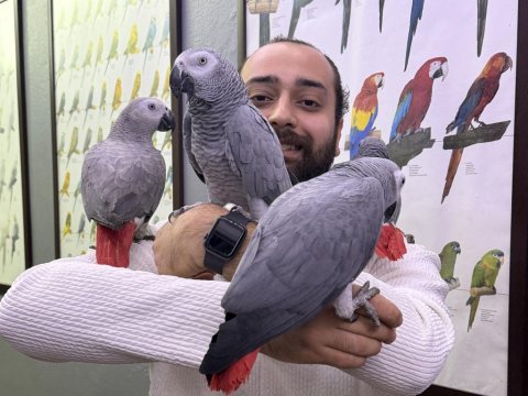 Full evcil üst düzey konuşan jako papağanlarımız