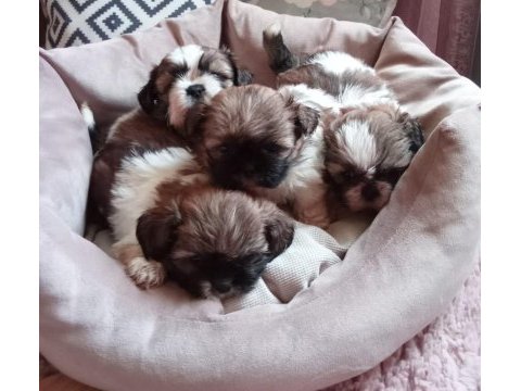 Sağlıklı mükemmel shih tzu yavrularımız