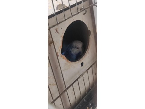 Bedavaya sağlıklı düzgün kuşumuz 3 çift veriyorum acil