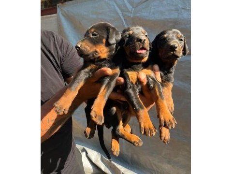 Doberman dişi erkek bebekler 