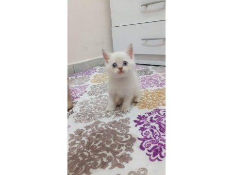 Blue point british shorthair