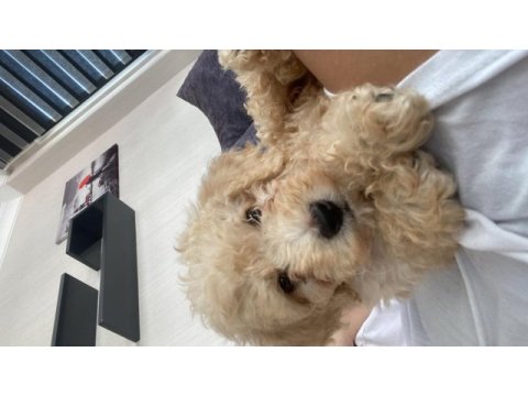 58 günlük poodle