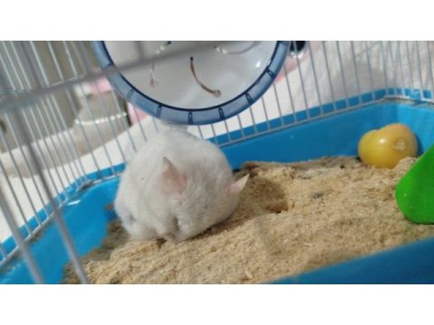 Yavru hamster