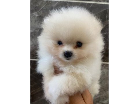 Teacup pomeranian