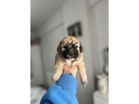 Sable ve phantom renk maltipoo f2 bebeklerim