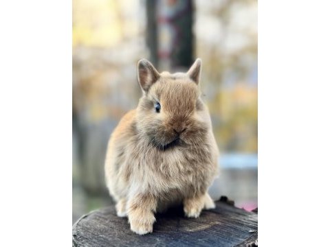Netherland dwarf cüce tavşan yavruları