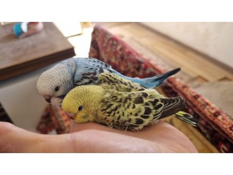 Yavru renk renk muhabbet kuşları
