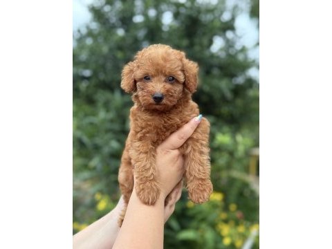 Kuyruksuz teacup erkek poodle