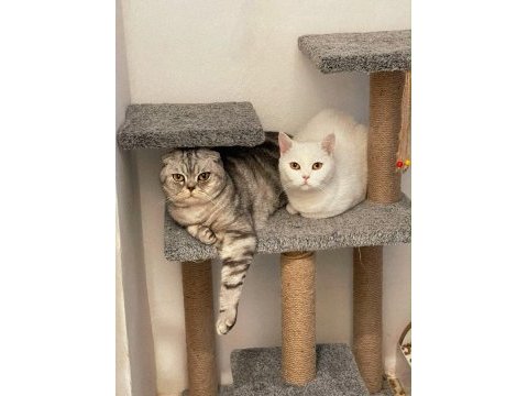 British shorthair dişi 3 yaşında