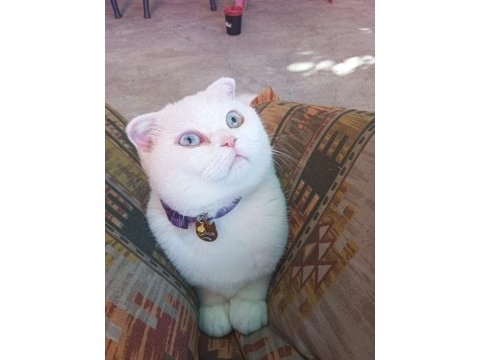 9 aylık scottish fold