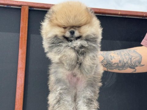 Petmode köpek çiftliğinde pomeranian boo yavrular