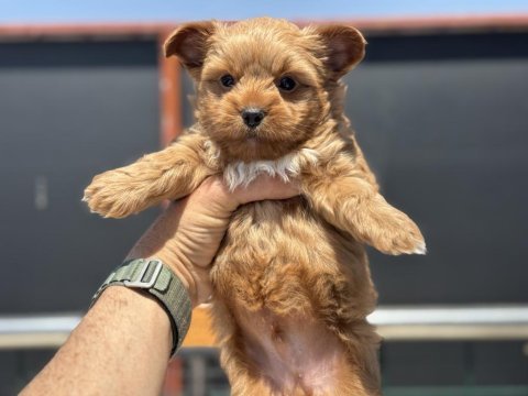 Çok özel tea cup morkie yavrularımız
