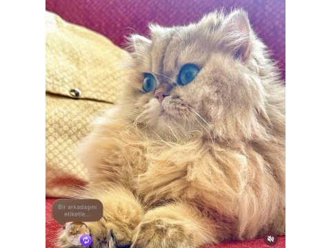 Kisir takip sarti ile sahiplendirilecek kedimiz