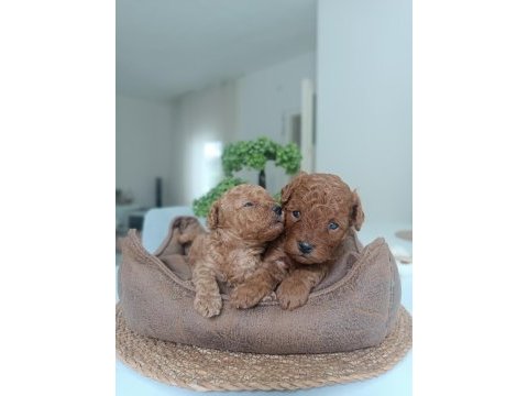 Poodle dünyası