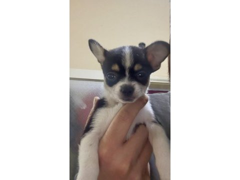 4 aylık teacup chihuahua yavrular