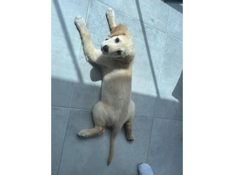 Golden retriever erkek yavru eğitimli