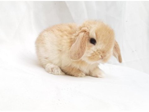 Mini lop tavşanı bebeklerimiz