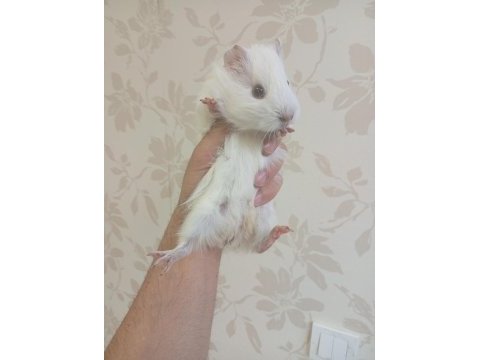 Ginepig bebekler