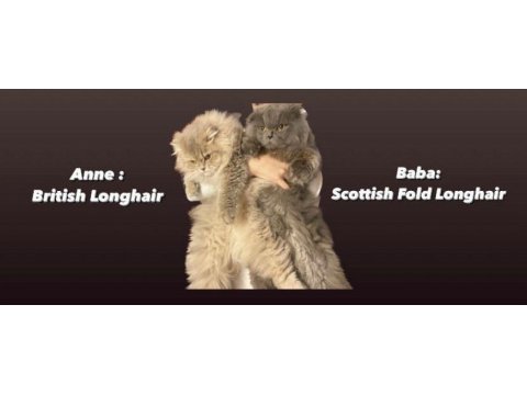 British longhair dişi