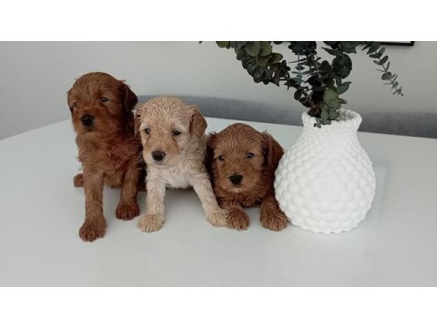 Toy poodle kalitesinde maltipoo yavrular