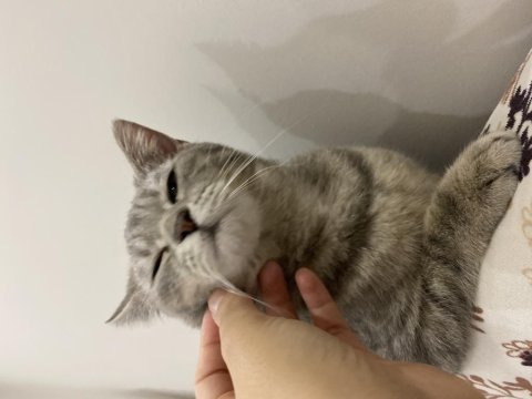 6 aylık dişi british shorthair