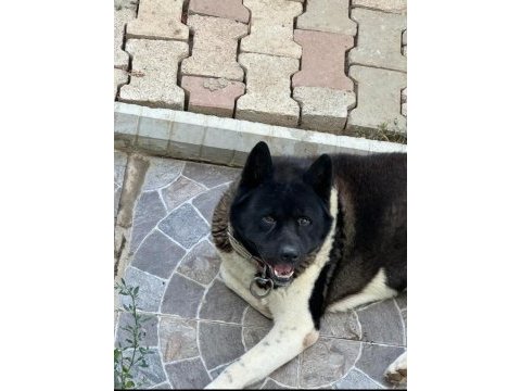 Amerikan akita