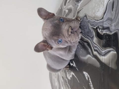 Son 1 yavru french bulldog yetişen alır