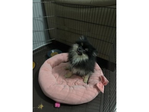 Pomeranian