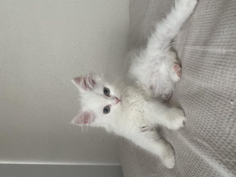 3 aylık british longhair yavrumuz