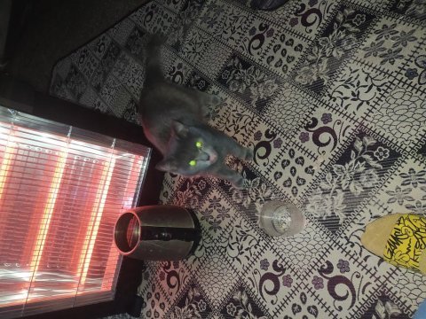 Temiz bakımlı hoş british shorthair kedisi
