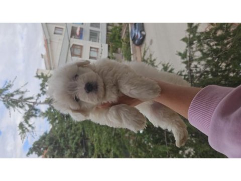 Maltese terrier yavrularımız