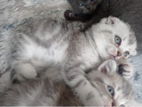 Silver british shorthair yavrular