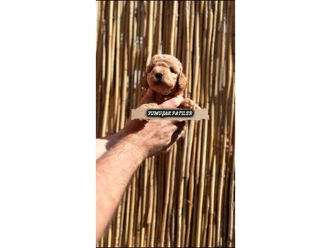 Orijinal toy poodle