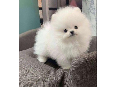 Orjinal teacüp pomeranian bebeğimiz miya