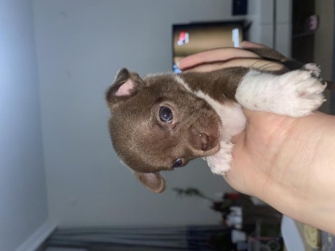 Chihuahua yavruları