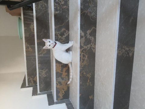 3 aylık bakımlı ankara kedisi