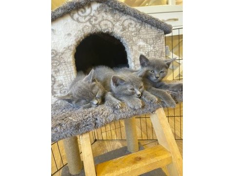 British shorthair 2 aylık kedimiz