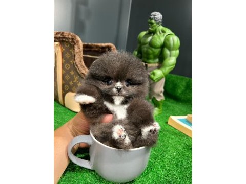 Aynı gün içerisinde teslim pomeranian boo yavrularımız